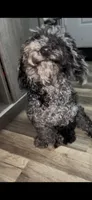 Ophelia Grey, a female Poodle - Toy  for sale in Daytona Beach, FL – 6 of 6
