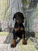 Black rust male, a male Doberman Pinscher for sale in Daytona Beach, FL – 6 of 10