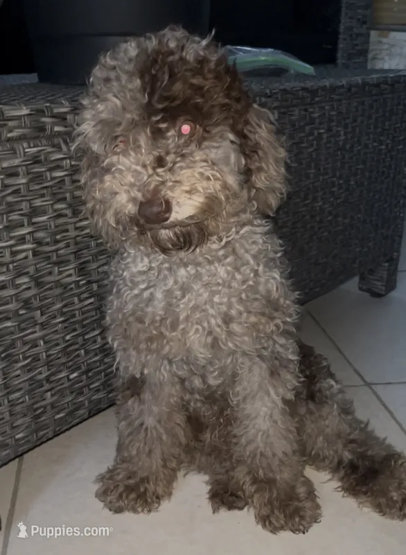 Octavio  – Poodle - Toy  puppy for sale in Daytona Beach, FL