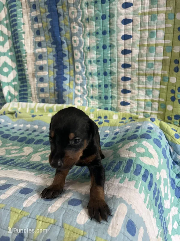 Female dobie 5 – Doberman Pinscher puppy on hold in Daytona Beach, FL