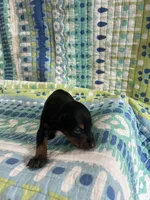 Female dobie 5, a female Doberman Pinscher for sale in Daytona Beach, FL – Photo 2 of 4