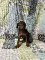 Red rust Female 2, a female Doberman Pinscher for sale in Daytona Beach, FL – 5 of 10