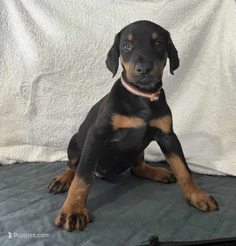 Black rust female Brown – Doberman Pinscher puppy for sale in Daytona Beach, FL