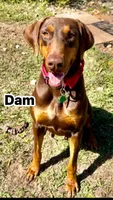 Red rust female 1, a female Doberman Pinscher for sale in Daytona Beach, FL – 5 of 7