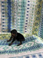 Female dobie 2, a female Doberman Pinscher for sale in Daytona Beach, FL – Photo 2 of 4