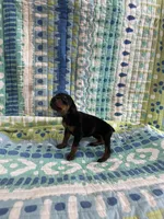 Female dobie 2, a female Doberman Pinscher for sale in Daytona Beach, FL – Photo 1 of 4