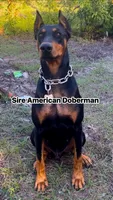 Female dobie 2, a female Doberman Pinscher for sale in Daytona Beach, FL – Photo 4 of 4