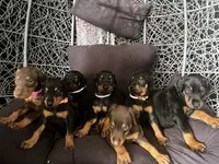 Female dobie 1, a female Doberman Pinscher for sale in Daytona Beach, FL – 4 of 9