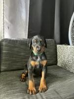 Female dobie 1, a female Doberman Pinscher for sale in Daytona Beach, FL – 3 of 9