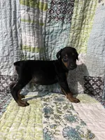 Black rust male, a male Doberman Pinscher for sale in Daytona Beach, FL – 7 of 10