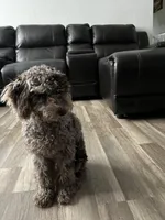 Octavio , a male Poodle - Toy  for sale in Daytona Beach, FL – 2 of 5