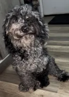 Ophelia Grey, a female Poodle - Toy  for sale in Daytona Beach, FL – 2 of 6