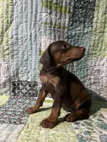 Red rust Female 2, a female Doberman Pinscher for sale in Daytona Beach, FL – 7 of 10