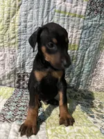 Black rust male, a male Doberman Pinscher for sale in Daytona Beach, FL – 2 of 10