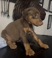 Male red rust, a male Doberman Pinscher for sale in Daytona Beach, FL – 2 of 6