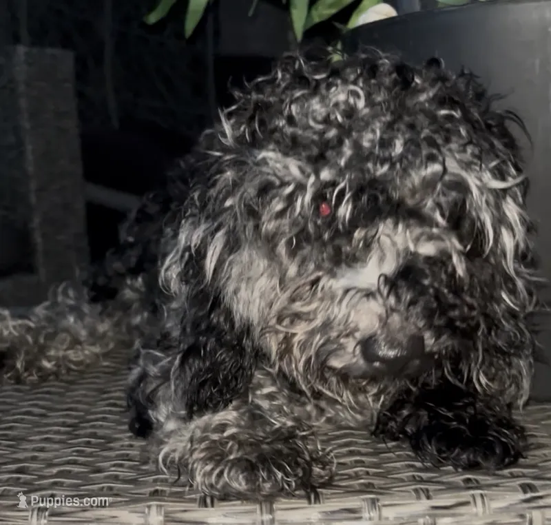 Ophelia Grey – Poodle - Toy  puppy for sale in Daytona Beach, FL