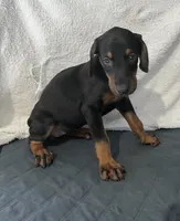 Black rust female purple, a female Doberman Pinscher for sale in Daytona Beach, FL – 2 of 3