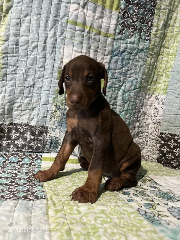 Red rust Female 2 – Doberman Pinscher puppy for sale in Daytona Beach, FL