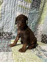 Red rust Female 2, a female Doberman Pinscher for sale in Daytona Beach, FL – 1 of 10