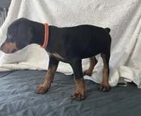 Black rust Female orange, a female Doberman Pinscher for sale in Daytona Beach, FL – 2 of 6