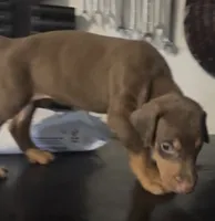 Male red rust, a male Doberman Pinscher for sale in Daytona Beach, FL – 4 of 6