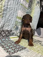 Red rust Female 2, a female Doberman Pinscher for sale in Daytona Beach, FL – 2 of 10