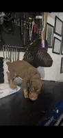 Male red rust, a male Doberman Pinscher for sale in Daytona Beach, FL – 5 of 6