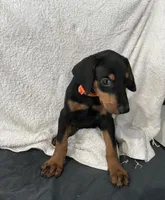 Black rust Female orange, a female Doberman Pinscher for sale in Daytona Beach, FL – 4 of 6