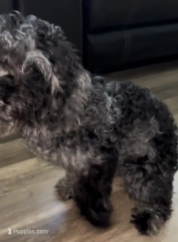 Ophelia Grey – Poodle - Toy  puppy for sale in Daytona Beach, FL