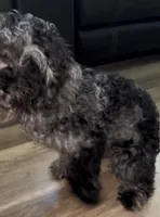 Ophelia Grey, a female Poodle - Toy  for sale in Daytona Beach, FL – 1 of 6