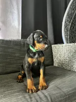 Female dobie 1, a female Doberman Pinscher for sale in Daytona Beach, FL – 1 of 9