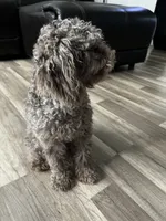 Octavio , a male Poodle - Toy  for sale in Daytona Beach, FL – 5 of 5