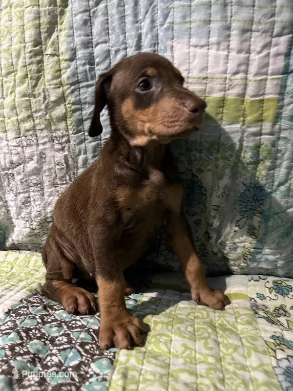 Red rust female 1 – Doberman Pinscher puppy for sale in Daytona Beach, FL