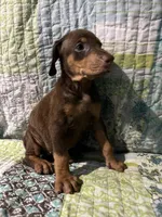 Red rust female 1, a female Doberman Pinscher for sale in Daytona Beach, FL – 1 of 7