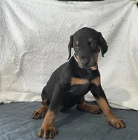 Black rust female Brown, a female Doberman Pinscher for sale in Daytona Beach, FL – 2 of 3