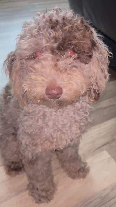 Octavio , a male Poodle - Toy  for sale in Daytona Beach, FL – 3 of 5