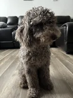 Octavio , a male Poodle - Toy  for sale in Daytona Beach, FL – 4 of 5