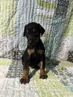 Black rust male, a male Doberman Pinscher for sale in Daytona Beach, FL – 4 of 10
