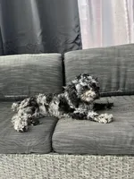 Ophelia Grey, a female Poodle - Toy  for sale in Daytona Beach, FL – Photo 7 of 7