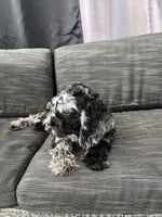 Ophelia Grey, a female Poodle - Toy  for sale in Daytona Beach, FL – Photo 4 of 7