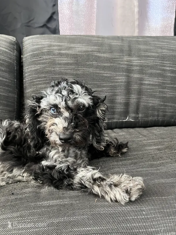 Ophelia Grey – Poodle - Toy  puppy for sale in Daytona Beach, FL