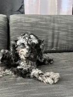 Ophelia Grey, a female Poodle - Toy  for sale in Daytona Beach, FL – Photo 2 of 7