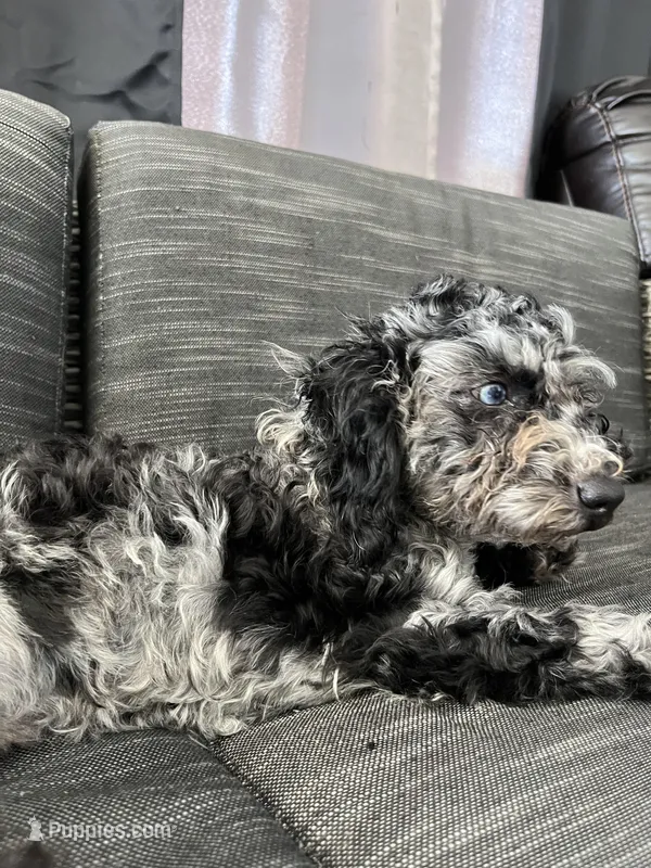 Ophelia Grey – Poodle - Toy  puppy for sale in Daytona Beach, FL