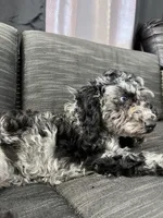 Ophelia Grey, a female Poodle - Toy  for sale in Daytona Beach, FL – Photo 1 of 7