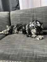 Ophelia Grey, a female Poodle - Toy  for sale in Daytona Beach, FL – Photo 6 of 7