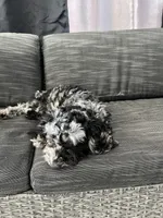 Ophelia Grey, a female Poodle - Toy  for sale in Daytona Beach, FL – Photo 3 of 7