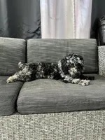 Ophelia Grey, a female Poodle - Toy  for sale in Daytona Beach, FL – Photo 5 of 7