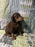 Red rust female 1, a female Doberman Pinscher for sale in Daytona Beach, FL – 4 of 7