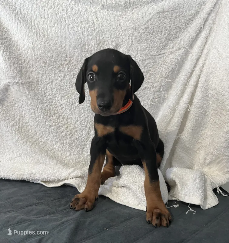 Black rust Female orange – Doberman Pinscher puppy for sale in Daytona Beach, FL