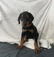 Black rust Female orange, a female Doberman Pinscher for sale in Daytona Beach, FL – 1 of 6